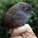 Pale-bellied Tapaculo - Photo (c) Andres Cuervo, some rights reserved (CC BY-SA)