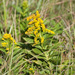 Azorean Goldenrod - Photo (c) Petri Kuhno, some rights reserved (CC BY-NC), uploaded by Petri Kuhno