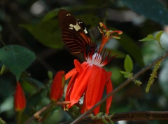 Passiflora miniata