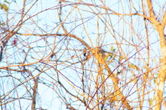 Cynanthus doubledayi