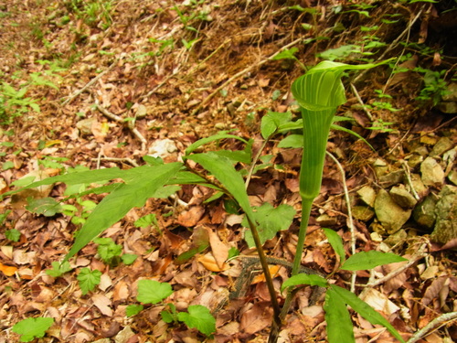 Image of Japanese Arisaema (Arisaema japonicum) by no rights reserved