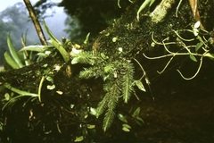 Phlegmariurus dichotomus