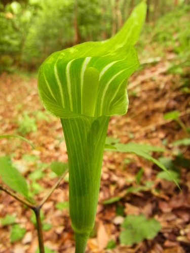 Image of Japanese Arisaema (Arisaema japonicum) by no rights reserved