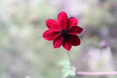Cosmos purpureus