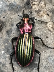 Carabus lineatus lateralis