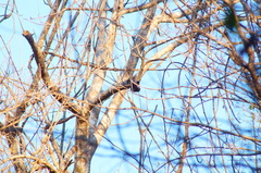 Xiphorhynchus flavigaster