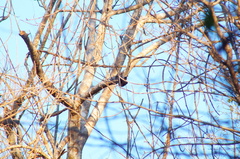 Xiphorhynchus flavigaster