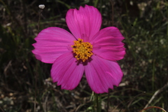 Cosmos crithmifolius