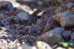 Aspidoscelis uniparens