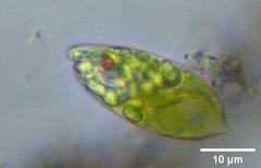 Euglena