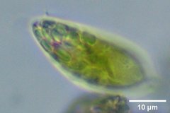 Euglena