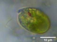 Euglena