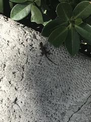Anolis sagrei