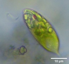 Euglena