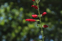 Salvia tubifera