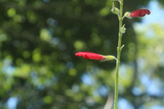 Salvia tubifera