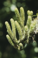 Phlegmariurus reflexus