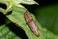 Conoderus fuscofasciatus