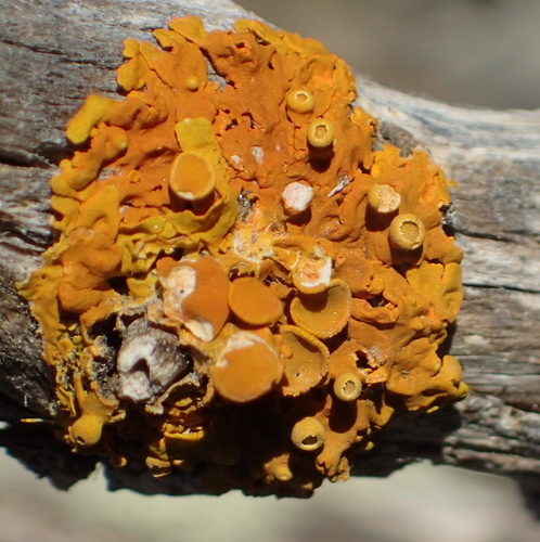 Turban Lichen (Dufourea turbinata)