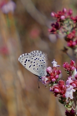 Pseudophilotes panoptes
