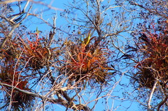 Tillandsia roland-gosselinii