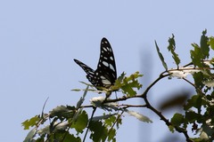 Graphium leonidas leonidas