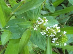 Spermacoce palustris