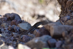 Aspidoscelis uniparens