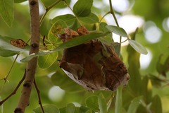 Oecophylla longinoda