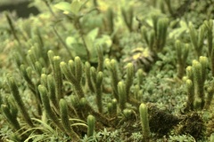 Phlegmariurus reflexus