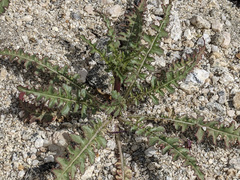 Eulobus californicus