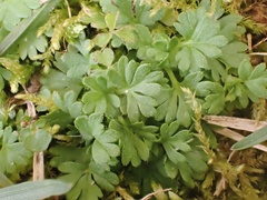Alchemilla australis