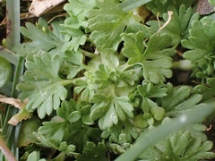 Alchemilla australis
