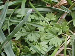 Alchemilla australis