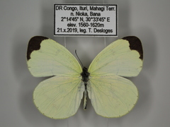 Eurema hapale