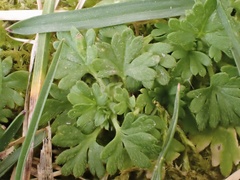 Alchemilla australis