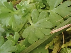 Alchemilla australis