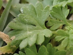 Alchemilla australis