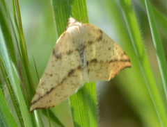 Neoterpes edwardsata