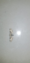 Eupithecia extremata
