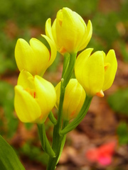 Cephalanthera falcata