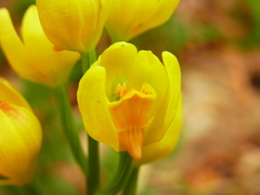 Cephalanthera falcata
