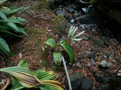 Veratrum fimbriatum