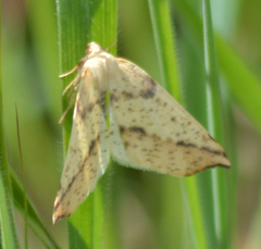 Neoterpes edwardsata