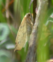 Neoterpes edwardsata