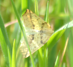 Neoterpes edwardsata