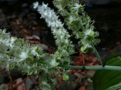 Veratrum fimbriatum