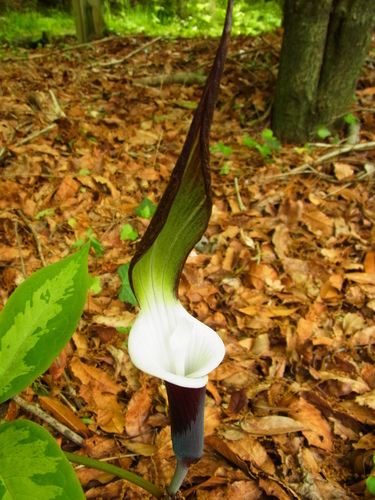 Image of Arisaema sikokianum by no rights reserved