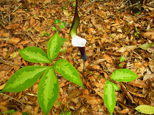 Japanese Jack-in-the-Pulpit (Arisaema sikokianum)