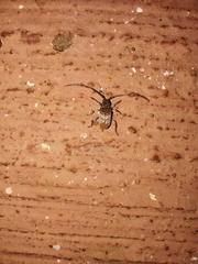 Ecyrus